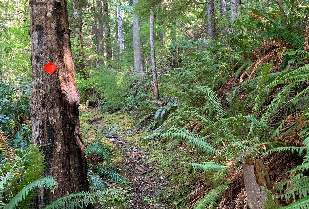 Sandspit Trail Network Development